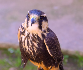 The look of a falco femoralis. Known in Brazil as falcão-de-coleira