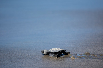 Liberación de Tortugas