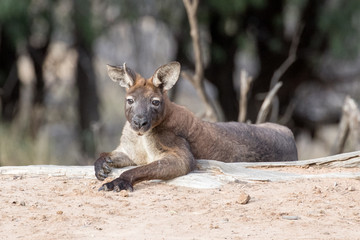Common Wallaroo or Euro
