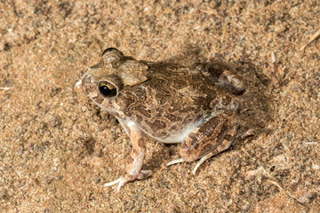 Ornate Burrowing Frog