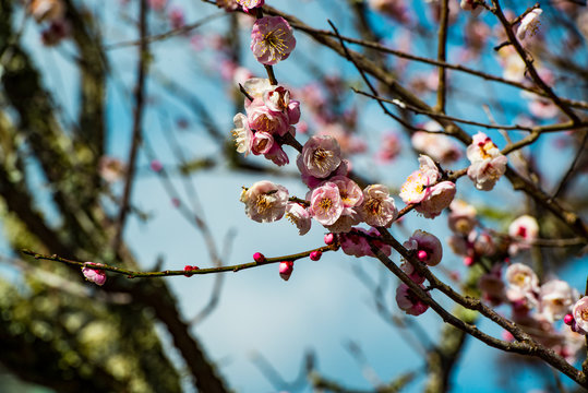 ウメ Images – Browse 36,589 Stock Photos, Vectors, and Video | Adobe Stock