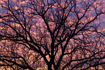 Sunset Behind The Tree Branches