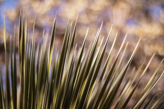 Yucca with Bubble Bokeh