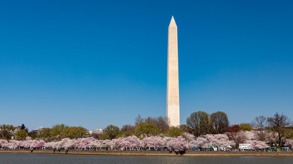 Washington Monument and Cherry Blossoms