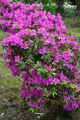  ornamental shrub rhododendron flowers in the garden