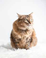 Cute cat portrait looks a bit like a yoda with ears flattened