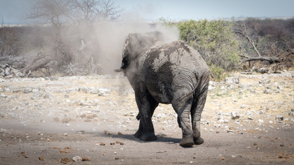 Elephant du parc Etosha, Namibie