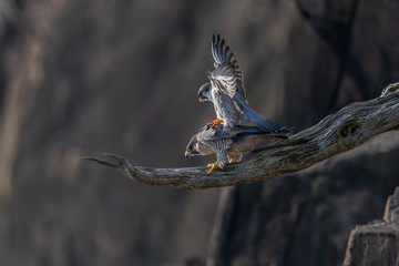 A pair of Peregrine Falcons mating.