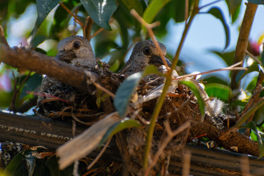 Tortolitas anidando.