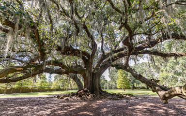 Old Oak Tree covered in Spanish Moss