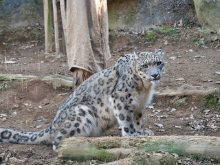 穏やかな顔でこちらを見ているユキヒョウ