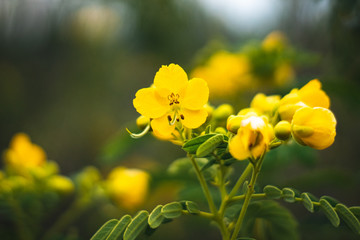 Yellow Flowers