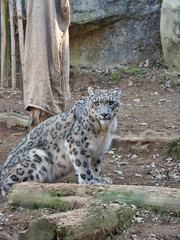 穏やかな顔でこちらを見ているユキヒョウ