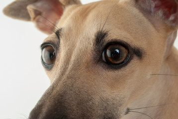 犬の瞳