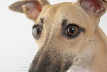 犬の瞳