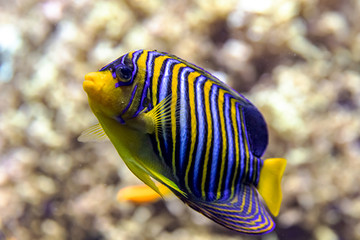 Colourful coral reef fish in aquarium