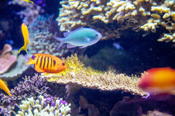 Fototapeta na wymiar Colourful coral reef fish in aquarium