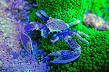 White Porcelain crab - Neopetrolisthes maculatus	