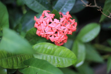 flower in the garden