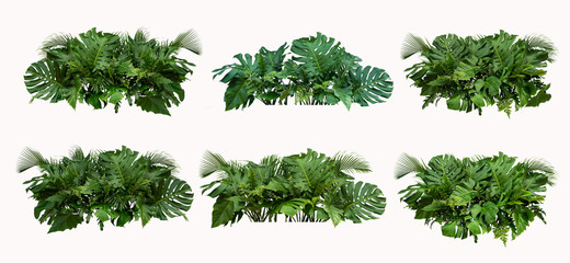 Tropical leaves foliage plant bush floral arrangement nature backdrop isolated on white background, 