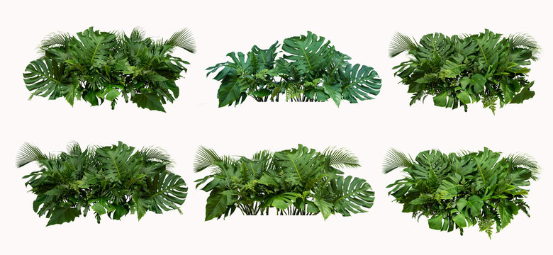 Fototapeta Tropical leaves foliage plant bush floral arrangement nature backdrop isolated on white background, 