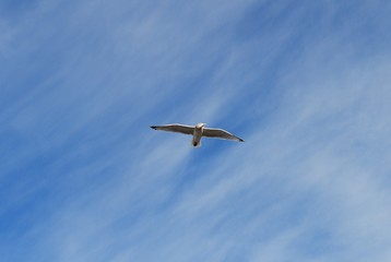Fototapeta premium Seagulls of Massachusetts