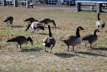Flocks of Canada geese at Heritage State Park in Fall River, Massachusetts January 2020