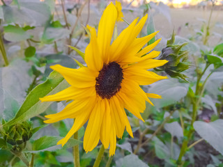 sunflower in the garden