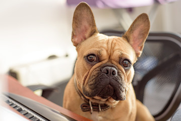 A dog sits on an office chair and works on a computer