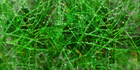 botanical background of green grass after a rain and grasshopper. banner size