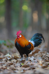  Colorful cock Walking in the forest