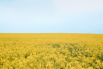 blooming rapeseed fields photographed in cloudy weather in the villages of Denmark