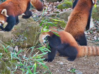 Obraz premium 草をかじるレッサーパンダ1