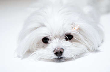 マルチーズ Bichon Maltese dog on the white background.