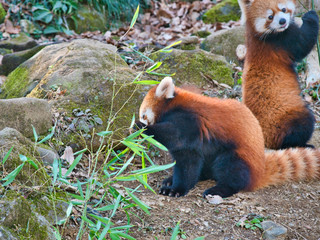 草をかじるレッサーパンダ25