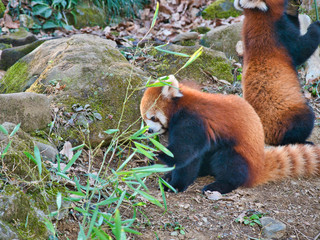 草をかじるレッサーパンダ26