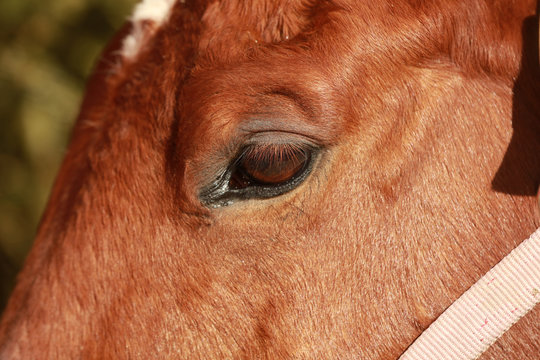 A close up photograph of a horse eye.