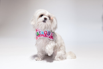 マルチーズ Bichon Maltese dog on the white background whith inscription happy birthday.