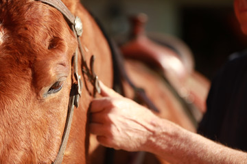 A close up view of tacking up a horse.