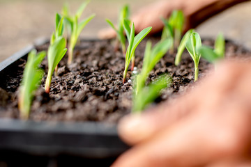 Seedlings of corn are growing in the nursery tray.