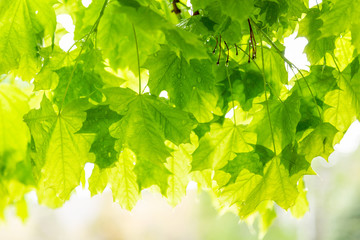 Fototapeta na wymiar Green Maple Leaves in the Spring Rain Background