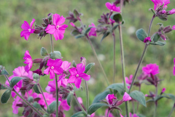 Flowers of a perennial plant Silene dioica known as Red campion or Red catchfly on a forest edge in the summer