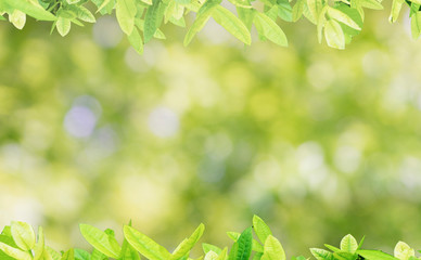 Fresh and green leaves green bokeh on nature abstract blur background 