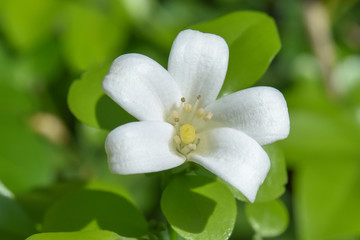Close up Andaman satinwood white flower.