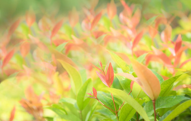 Blurry leaf background, Fresh green and red young leaves, Christina leaves(Syzygium australe) Red leaf with blurred background.