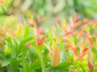 Close-up Young tree natural view of green and red leaves on a blurred  background in the garden