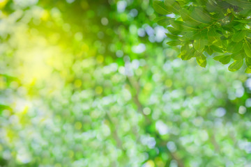 Blurred of nature leaves bokeh background, Beautiful bokeh of leaf with sunlight.