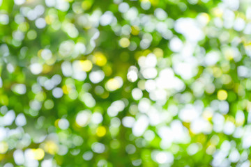 Green background, blurred bokeh, natural light and sunlight, bokeh nature tree