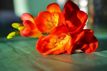 Stem of fragrant orange freesia flowers