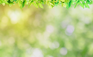 Fresh and green leaves green bokeh on nature abstract blur background green bokeh from sun fair light.